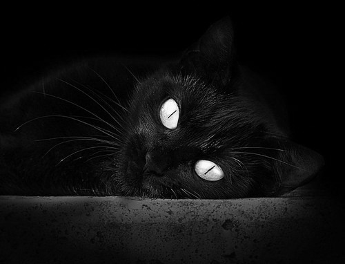 开云APP-封锁与焦点，卡塔尔外交风波与蒂亚戈的意甲闪耀时刻